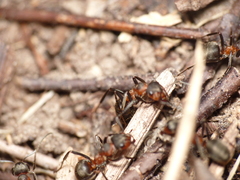 Formica pratensis