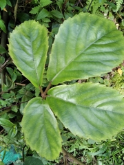 Tetrastigma voinierianum