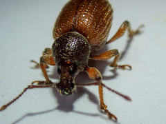 Otiorhynchus indefinitus