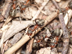 Formica pratensis