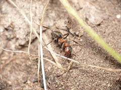 Formica pratensis