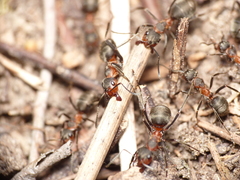 Formica pratensis