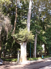 Platanus mexicana