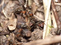 Formica pratensis
