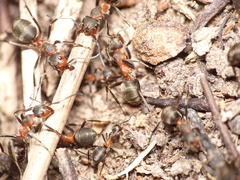 Formica pratensis
