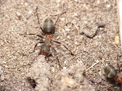 Formica pratensis