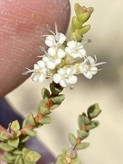 Macrostylis crassifolia