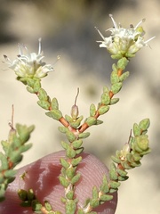 Macrostylis crassifolia