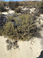 Macrostylis crassifolia