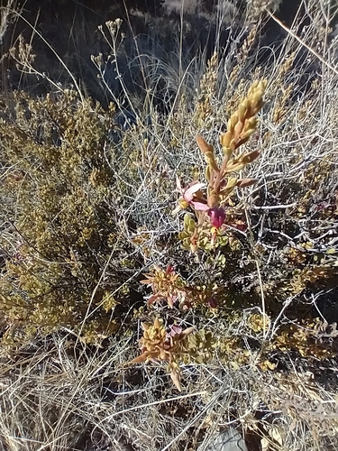 Image of Krameria cytisoides by (c) Juan Cruzado Cortés, some rights reserved (CC BY-SA)