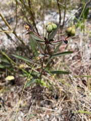 Image of Euphorbia inundata