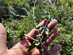 Fockea edulis