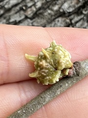 Andricus murtfeldtae