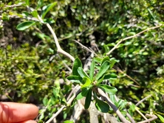Fockea edulis