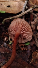 Laccaria ohiensis
