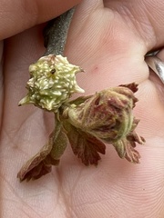 Andricus murtfeldtae