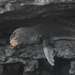Galápagos Fur Seal - Photo (c) zoeeliades, some rights reserved (CC BY-NC)
