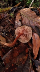 Laccaria ohiensis