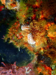 Antiopella capensis