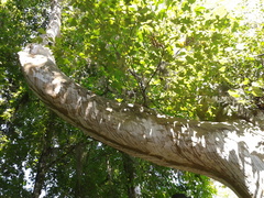 Platanus mexicana