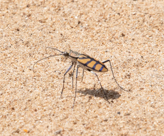 Chaetodera regalis