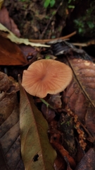 Laccaria ohiensis