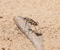 Chaetodera regalis