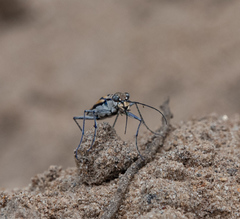 Chaetodera regalis