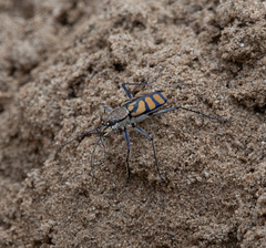 Chaetodera regalis
