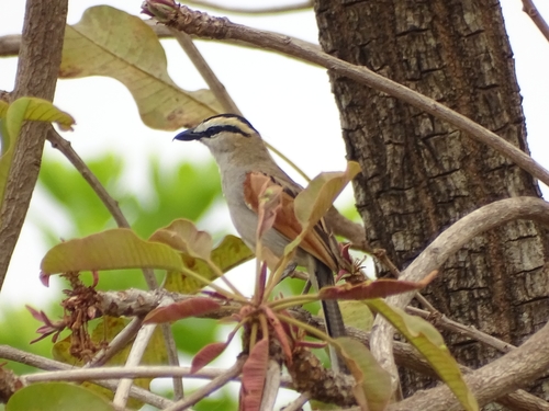 Black-crowned Tchagra