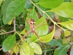 Argiope argentata
