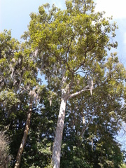 Platanus mexicana