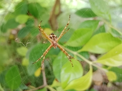Argiope argentata