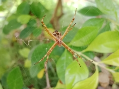 Argiope argentata