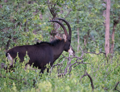 Hippotragus niger kirkii