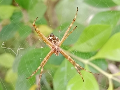 Argiope argentata