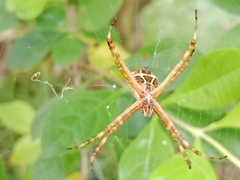 Argiope argentata
