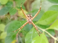 Argiope argentata