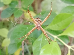 Argiope argentata