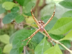 Argiope argentata
