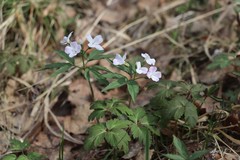 Cardamine altaica