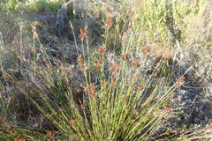 Thamnochortus lucens