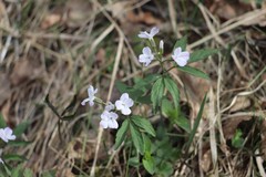 Cardamine altaica