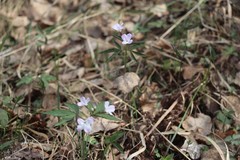 Cardamine altaica