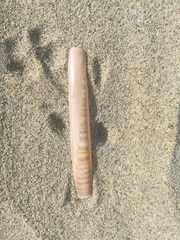 Ensis minor