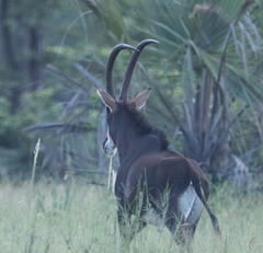 Hippotragus niger kirkii
