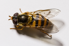 Epistrophe nitidicollis