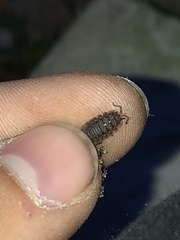 Oniscus asellus