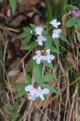 Cardamine altaica