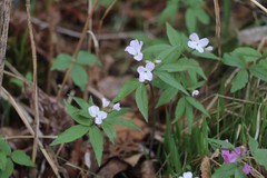 Cardamine altaica